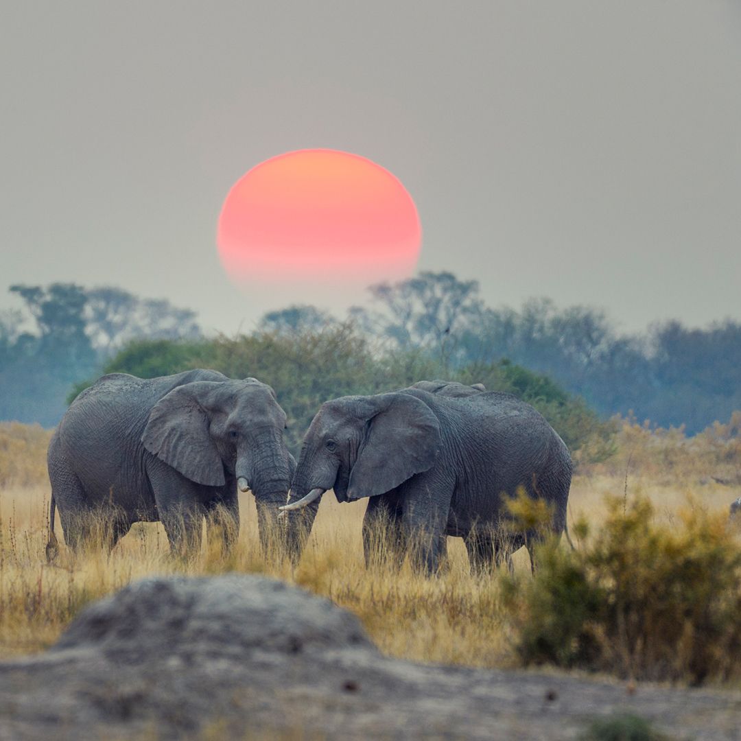 How nature can make you happier – without going outside